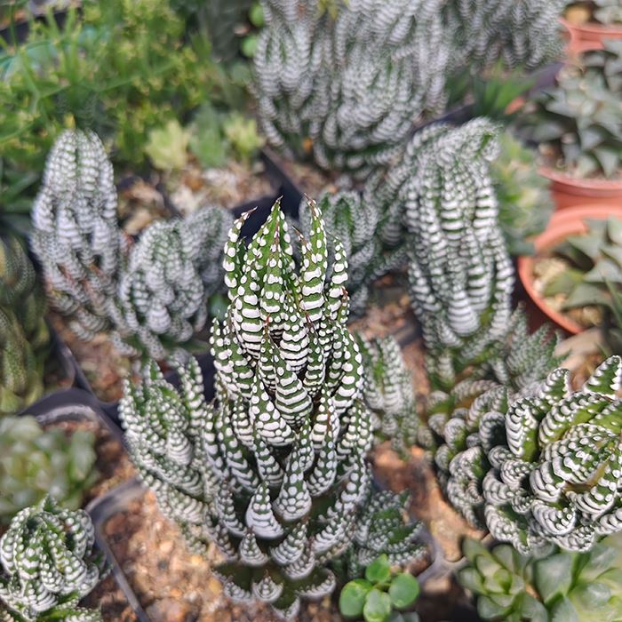 Haworthiopsis Reinwardtii