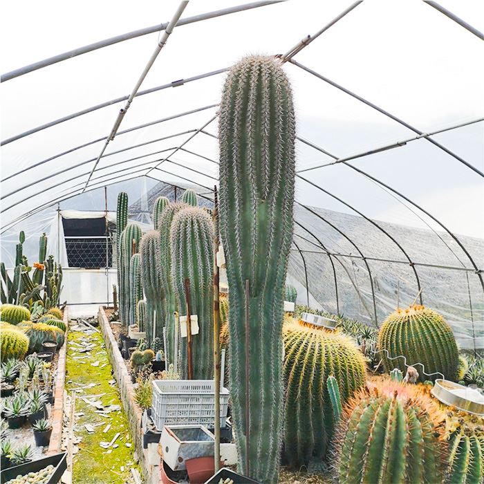 saguaro cactus carnegiea gigantea