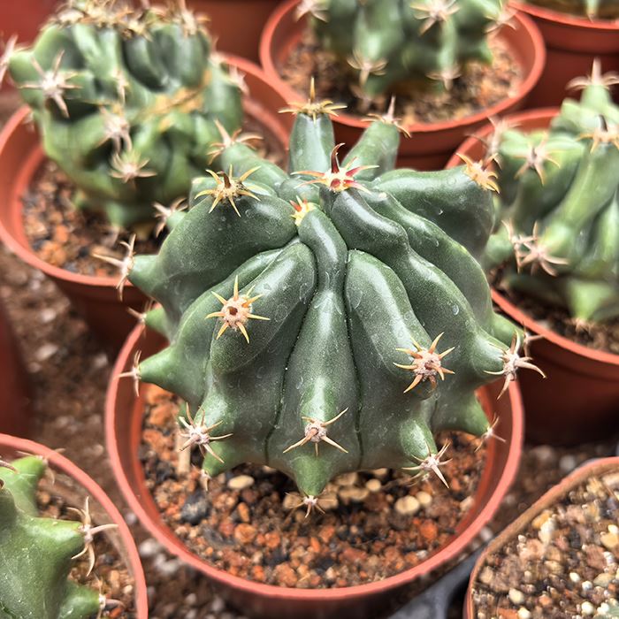 Ferocactus Peninsulae