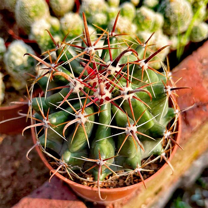 Półwysep Ferocactus