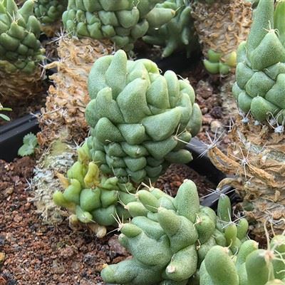 Dolichothele Longimamma F. Monstruosa