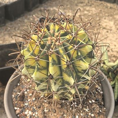 Ferocactus Horridus Brevispinus barwny
