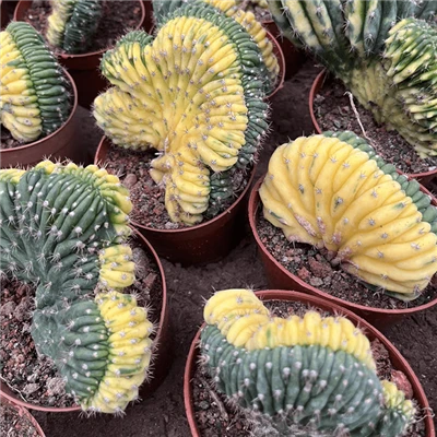 Trichocereus Pachanoi Cristata Variegata